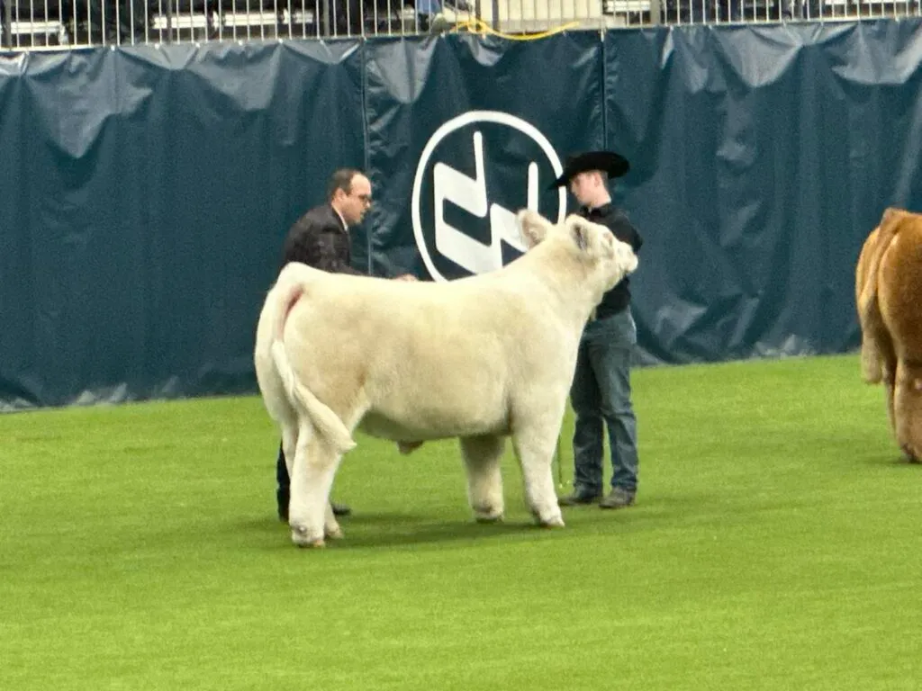 Ty-4-1024x768 -compressed.webp